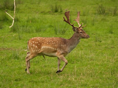 Abe's Animals: Invasive species in Australia