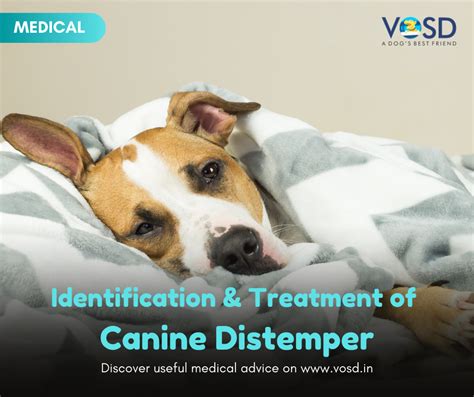 How Is Canine Distemper Treated