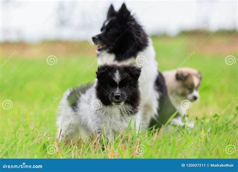 Mother Elo Dog with Her Puppies Outdoor Stock Image - Image of sitting ...