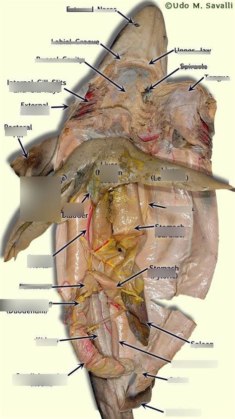 Internal Dogfish Anatomy (PART 1) Diagram | Quizlet