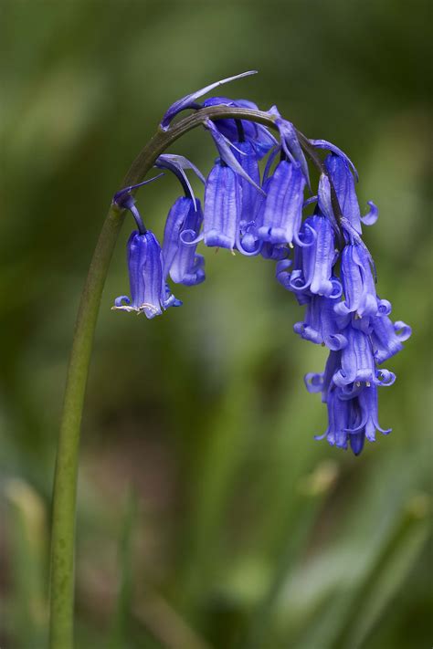 Hyacinthoides non-scripta | Blue bell flowers, English bluebells ...