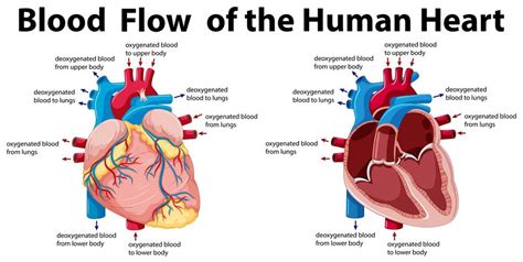 Blood flow of the human heart 416577 Vector Art at Vecteezy