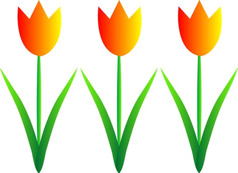 Yellow orange tulips clipart - Clipground