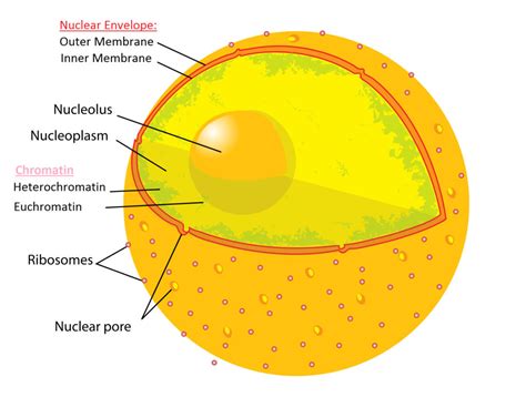 Cell Nucleus: Definition, Structure and Functions | Biology EduCare