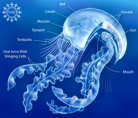 Anatomy of a "true" jellyfish (class Scyphozoa). Courtesy of the ...