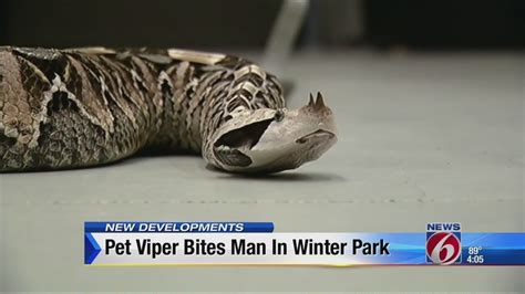 73-year-old man bitten by viper in Winter Park, police say