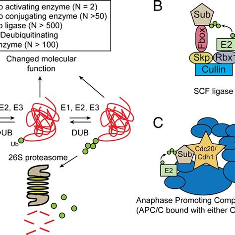 Schematic of the ubiquitin proteasome system. a Overview of the ...