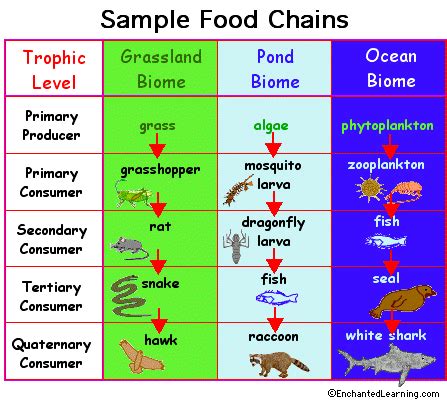 Food Chain: EnchantedLearning.com