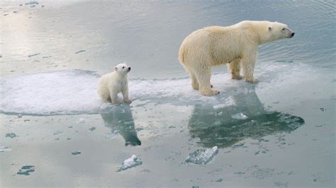 Climate change: Polar bears could be lost by 2100 - BBC News