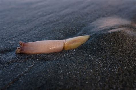 Razor Clams at Long Beach in Pacific Rim National Park - Island Nature