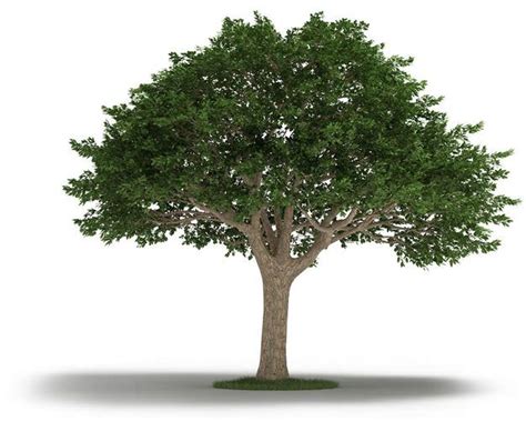 Tree Neem Tree 3D Model - CGTrader.com