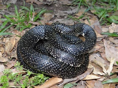 Eastern Black Kingsnake, Fontainebleau State Park | Brad Glorioso’s ...