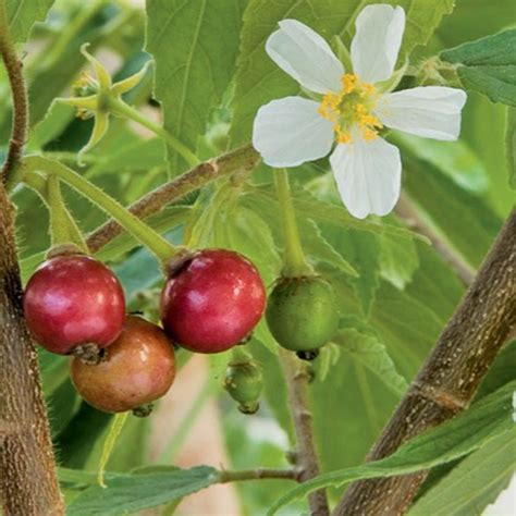 Banyak khasiatnya lohh..: Khasiat Buah Kersen