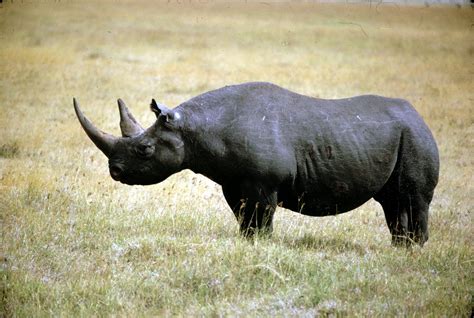 AJ Endangered Animals: Black Rhino