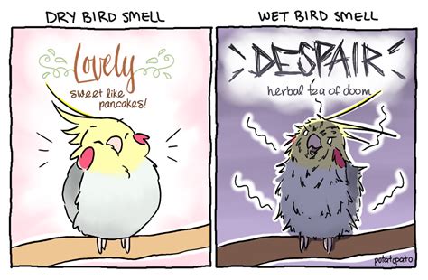 what does your wet birb smell like? | Funny parrots, Pet birds, Funny birds