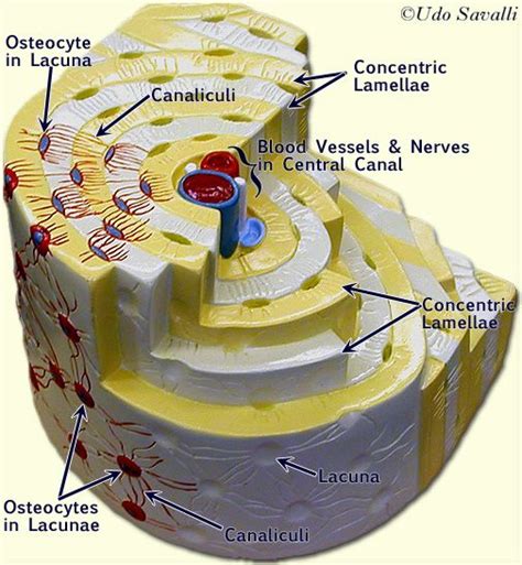 Pin on Anatomy and Physiology