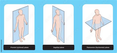 Anatomical planes of the body, Anatomical planes of sections, showing ...