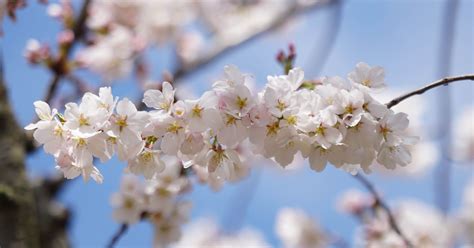 The history behind Delaware's wild cherry blossoms