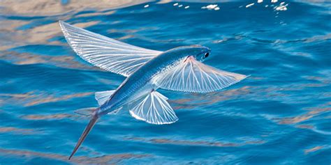 Flying Fish | National Wildlife Federation