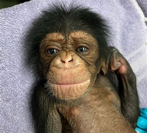 Sedgwick County Zoo reunites mother chimpanzee with son after C-section