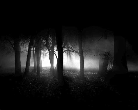 The Dark Side of Everything Dark Forest and HD wallpaper | Pxfuel