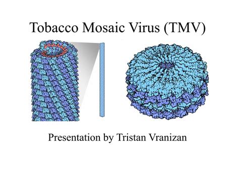 Tobacco Mosaic Virus