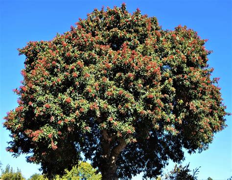 Brazilian Pepper Tree (Christmasberry Tree) – Santa Barbara Beautiful