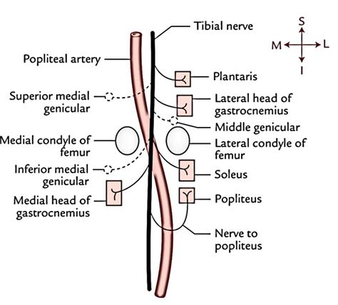 Tibial Nerve