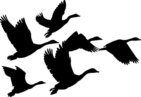 Canada Goose Duck Bird Flock - hummingbird silhouette png download ...