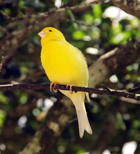 Canary Birds Were Named After the Canary Islands, Not the Other Way Around