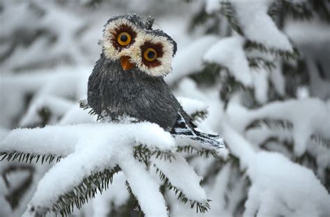 Winter Animals Desktop Wallpapers - Top Free Winter Animals Desktop ...