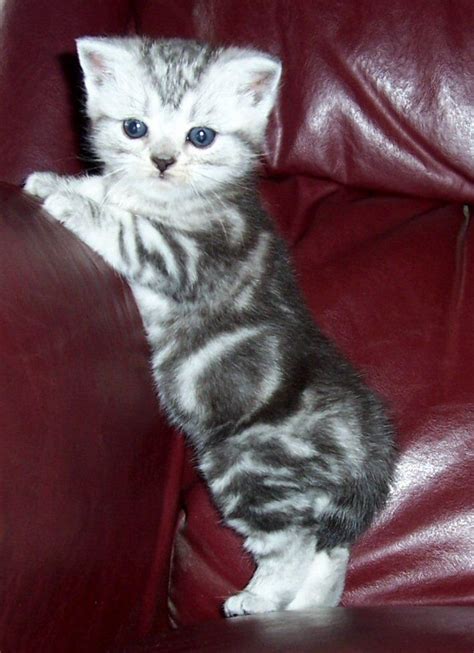 17 Best images about Silver Tabby American Shorthair on Pinterest ...