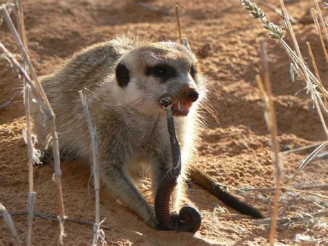 Image - Meerkat eating a millipede.jpg | Meerkats Wiki | FANDOM powered ...