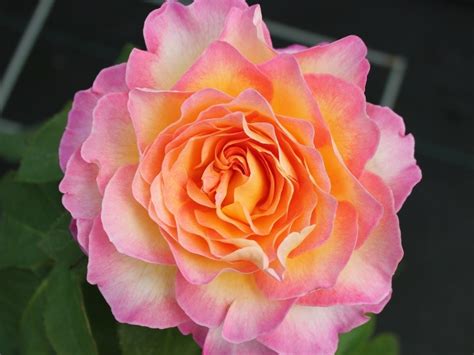 Hybrid Tea Rose Gorgeous | Buy Online | Ashwood Nurseries