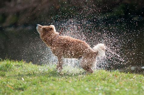 Why Do Dogs Shake Themselves? - TuftsYourDog