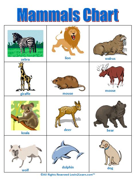 Mammals Chart - Explore the Animal Kingdom