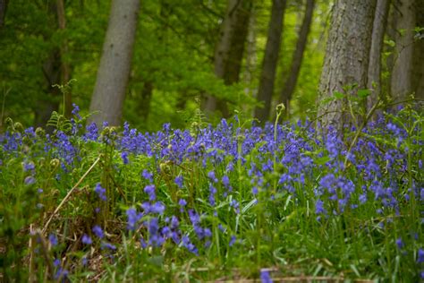 Flowers In Forest Free Stock Photo - Public Domain Pictures