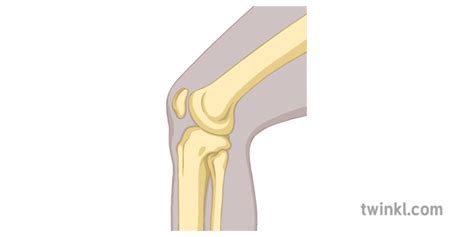 Hinge Joint Knee Bone Diagram Science Secondary Illustration - Twinkl