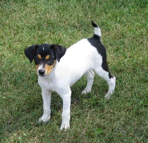 Jack Russell Rat Terrier Mix Puppies - Janeforyou