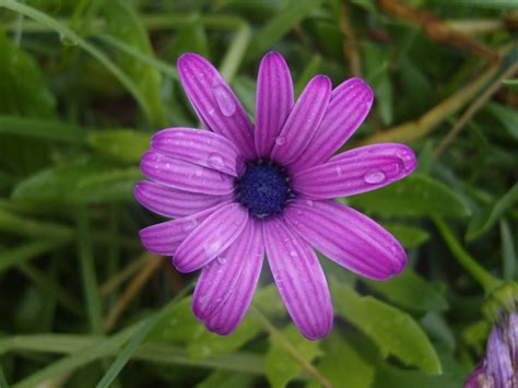 Barb'sBackyard: April Flowers.