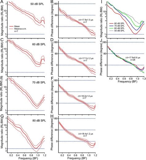 Figures and data in Timing of the reticular lamina and basilar membrane ...