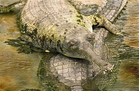 Other Crocodiles, Caimans / Gharials - MarineThemes Stock Photo Library