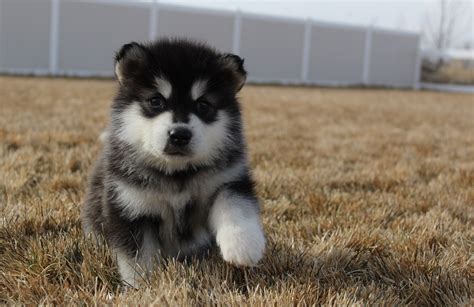 White Alaskan Malamute Puppy