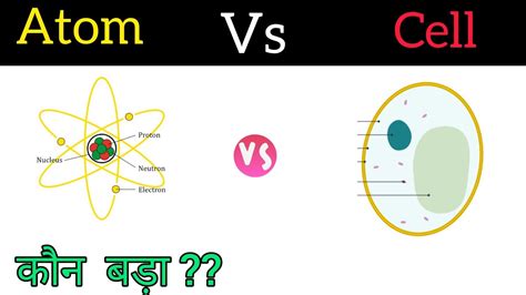 Atom Size Comparison | Hot Sex Picture