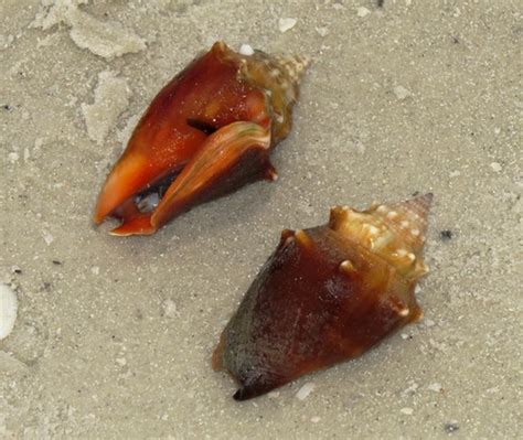 Florida Fighting Conch (MatBio: MOLLUSKS - Matanzas Biodiversity ...