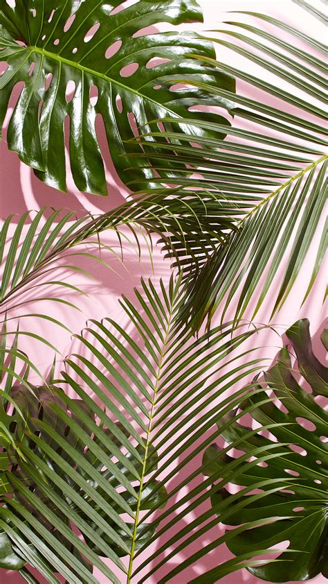 Tropical Palm Leaf Wallpaper (24+ images)