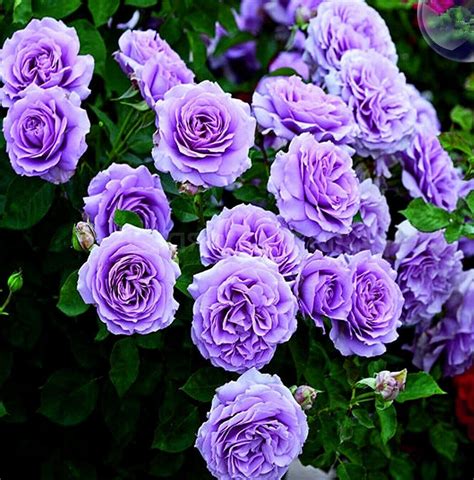 PURPLE CLIMBING ROSE Hardy Zones 3-9 Violet Double Flowers - Etsy Canada