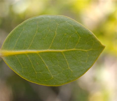 Adaptations - The Mangrove Ecosystem