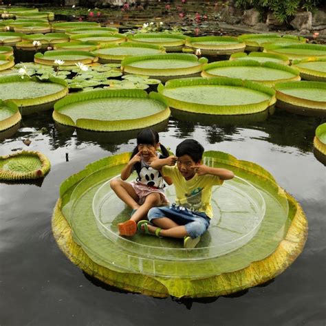 Giant Water Lily Lotus Seeds (Victoria amazonica) - Price €2.25