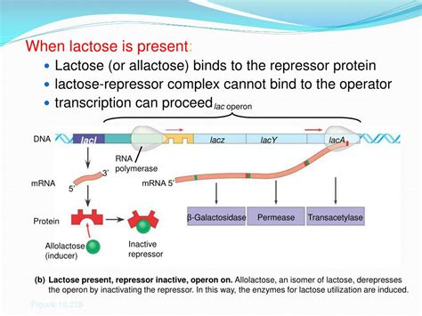 PPT - Gene Expression Regulation: The lac Operon PowerPoint ...